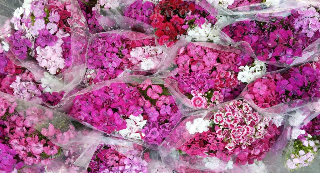 فروش عمده گل میخک در سایت گل فوری 